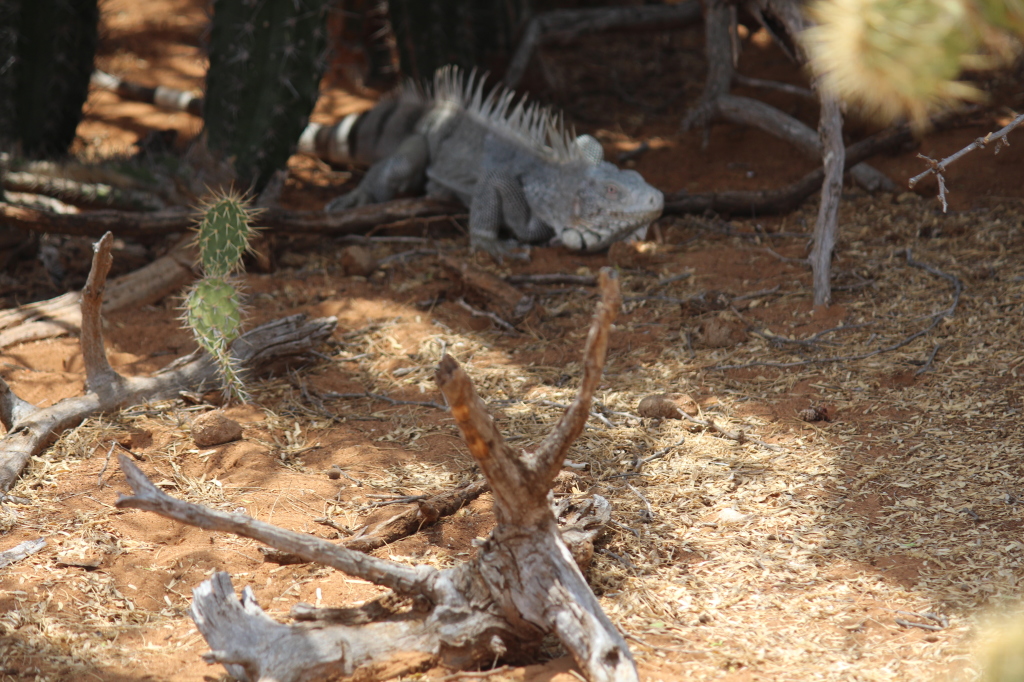 The Iguanas sit under the cactus and on the cactus marshaling all golf course activities. 