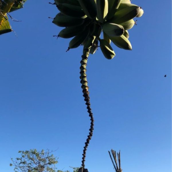 A banana plant with a curving, spiral-like stalk stretching up into a clear blue sky, bananas clustered at the top, resembling the shape of a scoliotic spine.