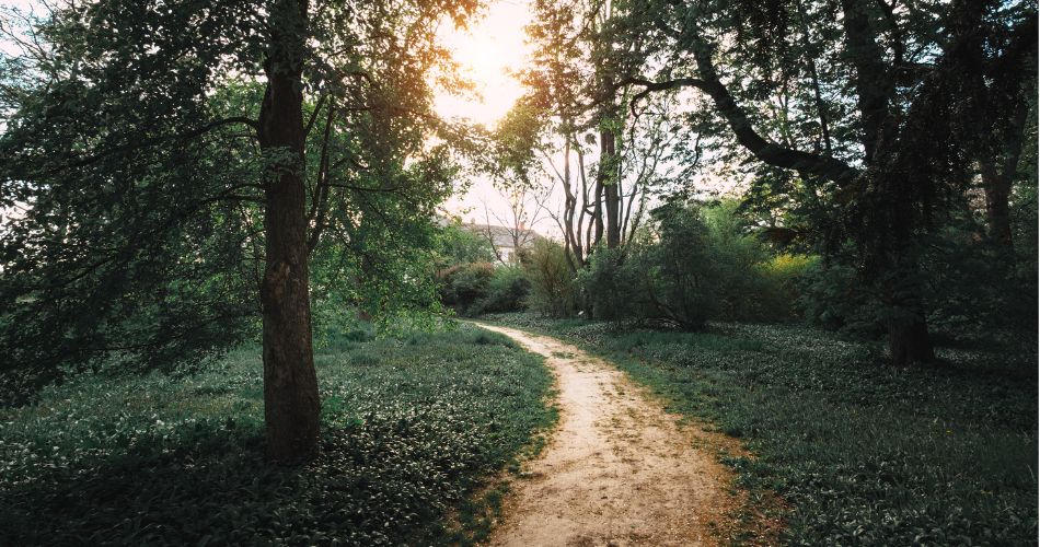 Sunlit dirt path winding through a green forest, symbolizing Karena Thek's personal scoliosis journey
